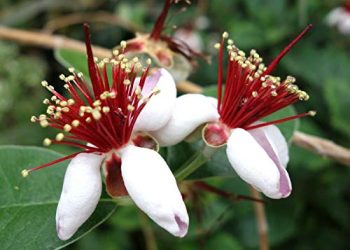 40 Migliori Vivaio Di Castelletto Nel 2022: Offerte Economiche E Di Migliore Qualità Per Te!