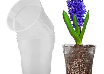 40 Migliori Vaso Orchidea Trasparente Nel 2022: Offerte Economiche E Di Migliore Qualità Per Te!